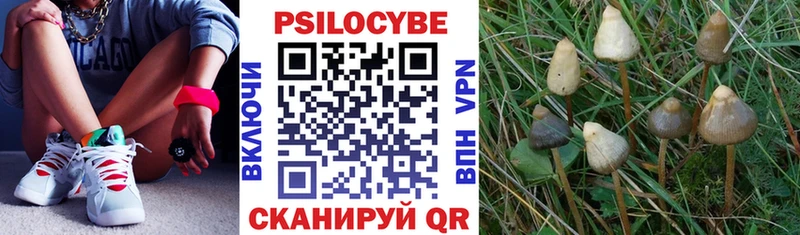 blacksprut как войти  цены наркотик  Суровикино  Галлюциногенные грибы Psilocybe 